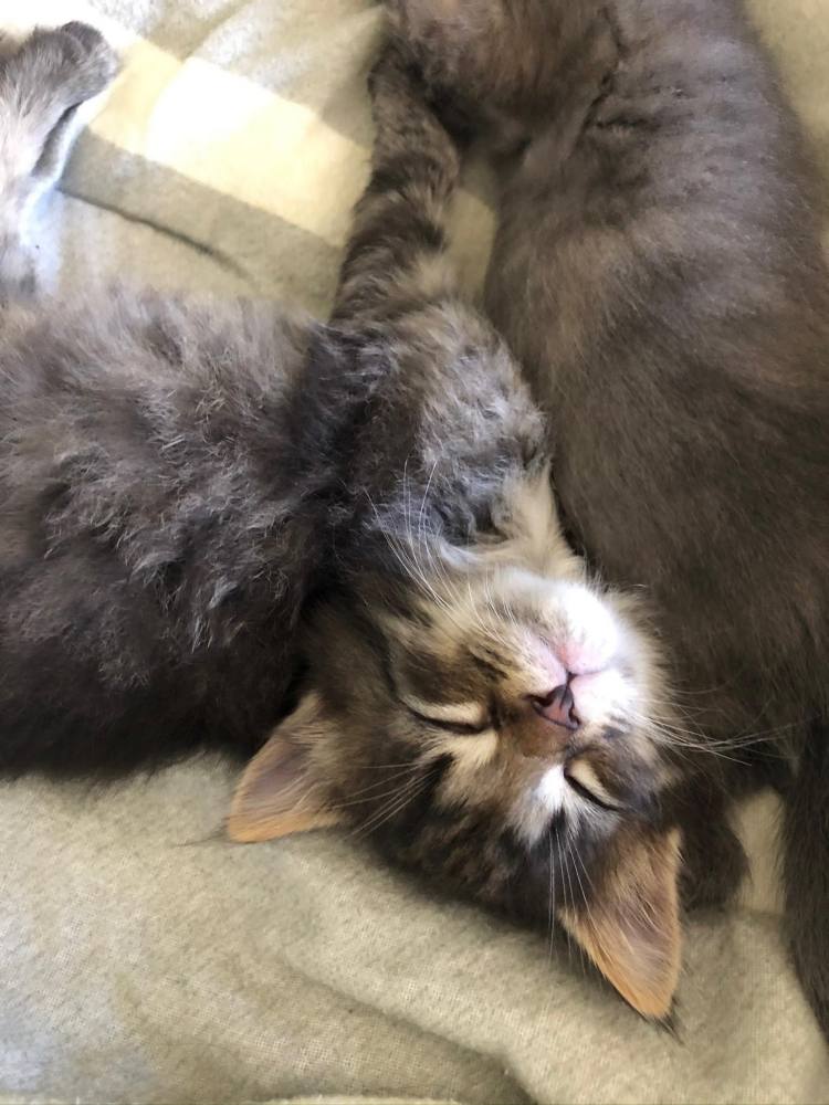 Atlas & Ophelia