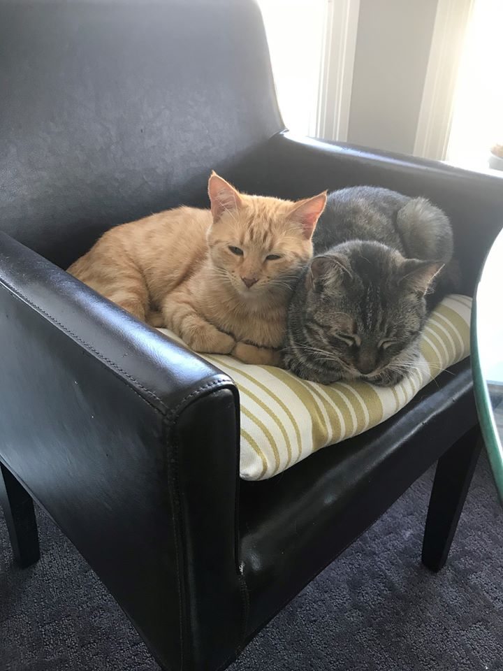 Lulu and Rosie