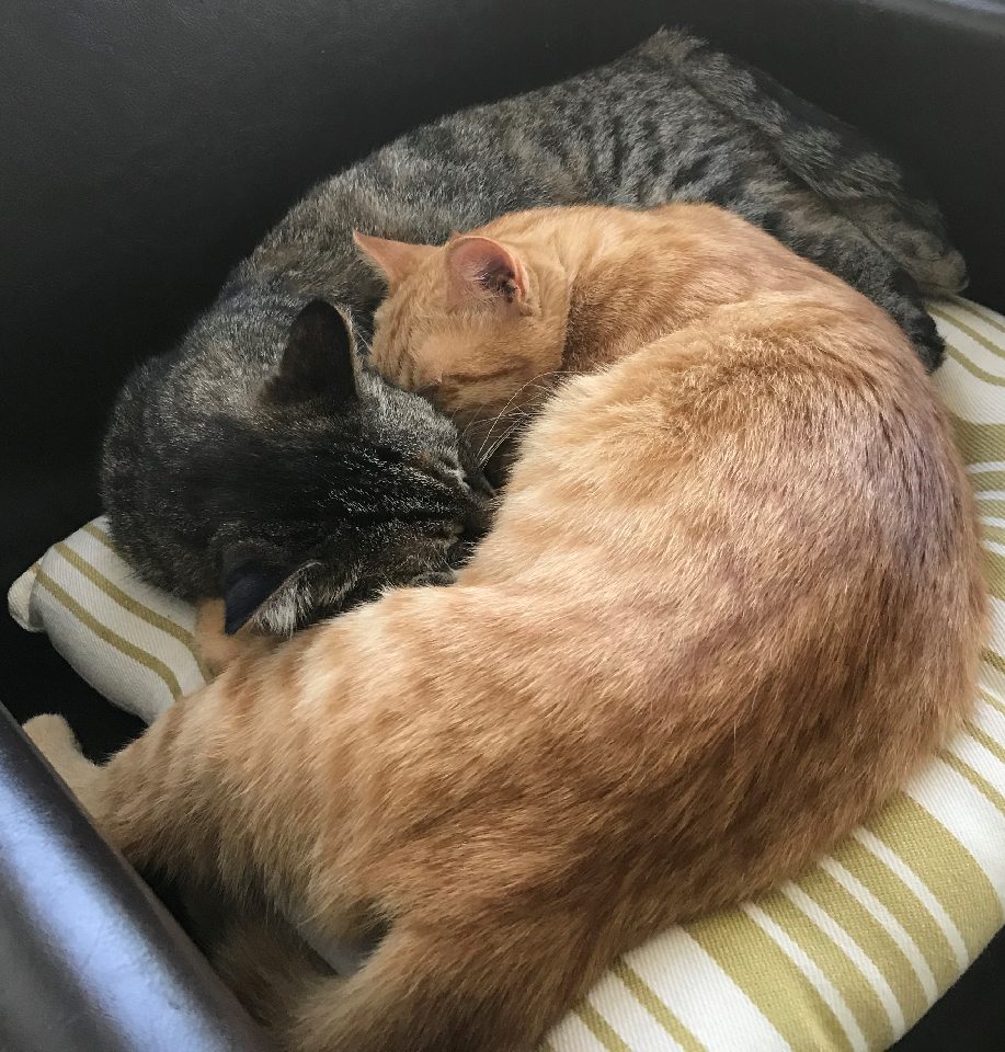 Lulu and Rosie