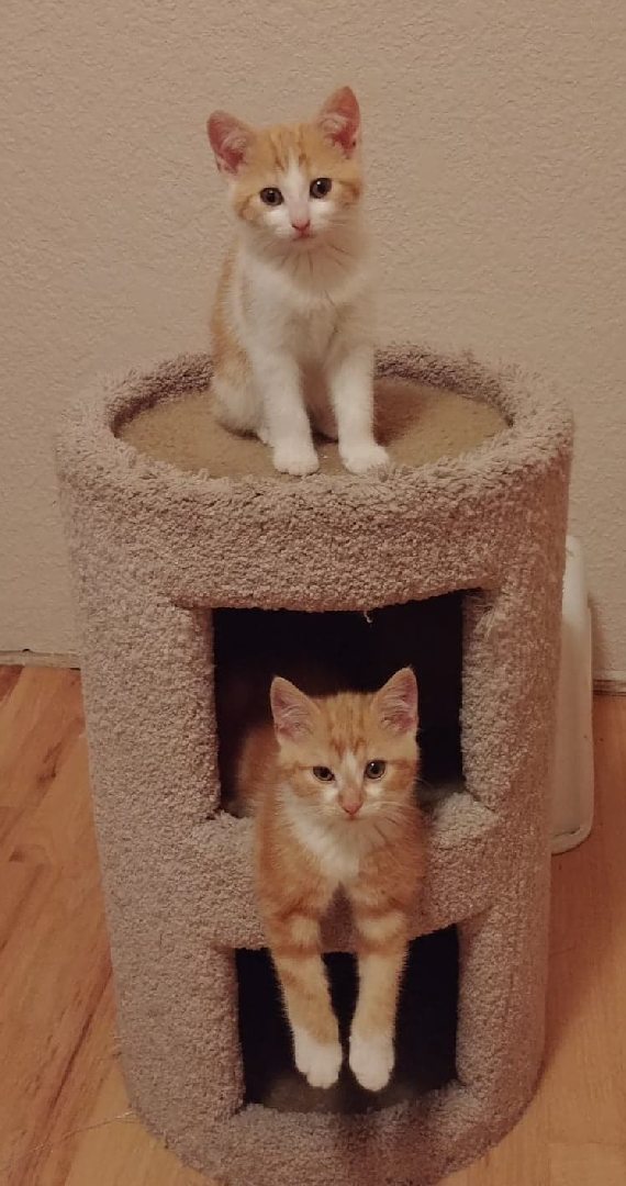 Skye & Bramble