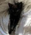 Kitten for adoption