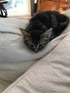 Kitten for adoption