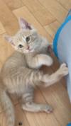 Kitten for adoption