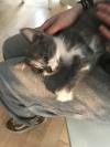 Kitten for adoption
