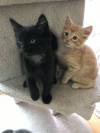 Kitten for adoption