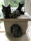 Kitten for adoption