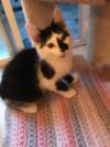 Kitten for adoption