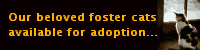 Our beloved foster cats available for adoption