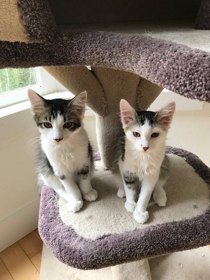 Brent and Oliver