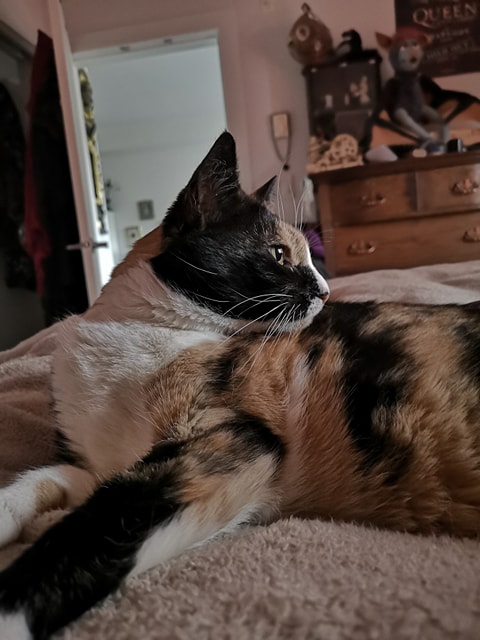 Cammi