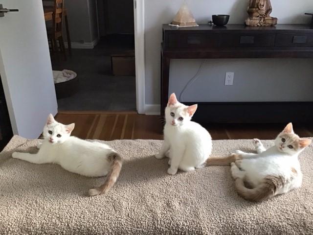 Daisy, Lily & Rosie