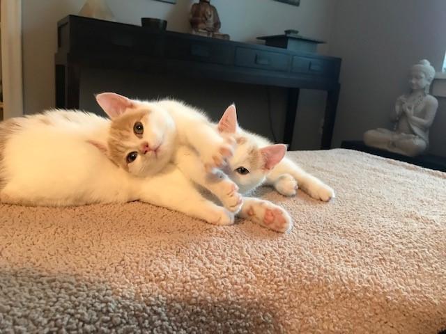 Daisy & Rosie