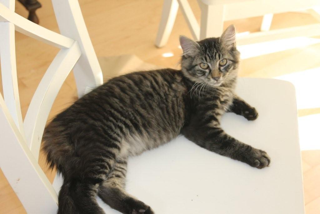 Elliott Jr.