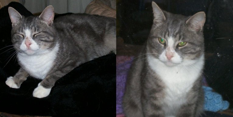Simon