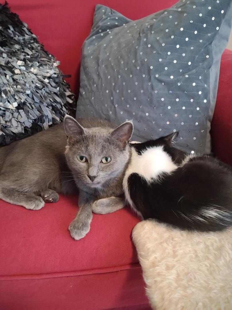 Jill and her Kitten