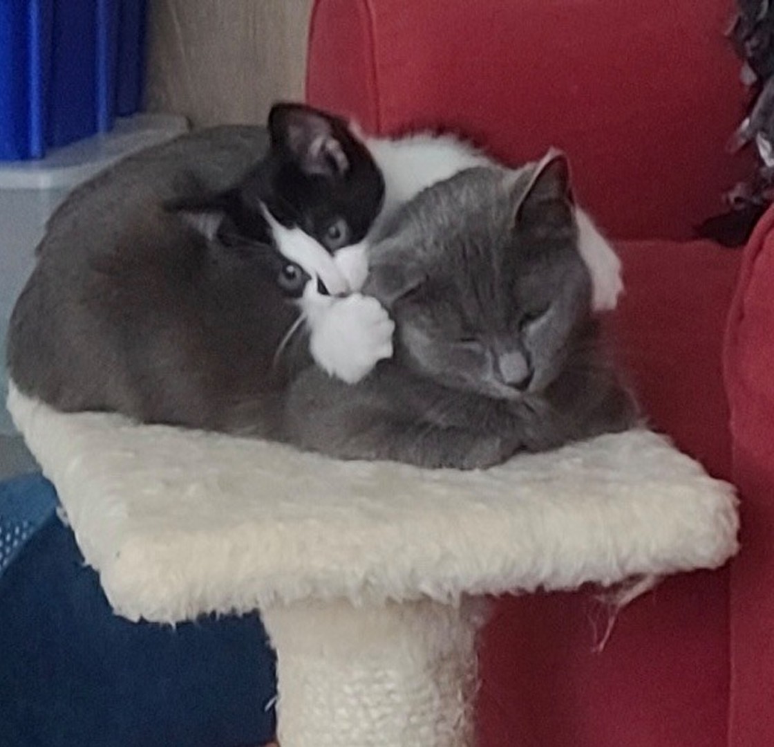 Jill and her Kitten