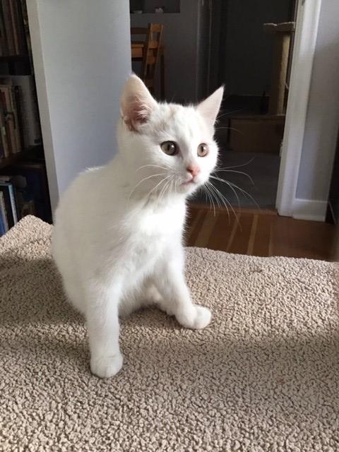 Lily