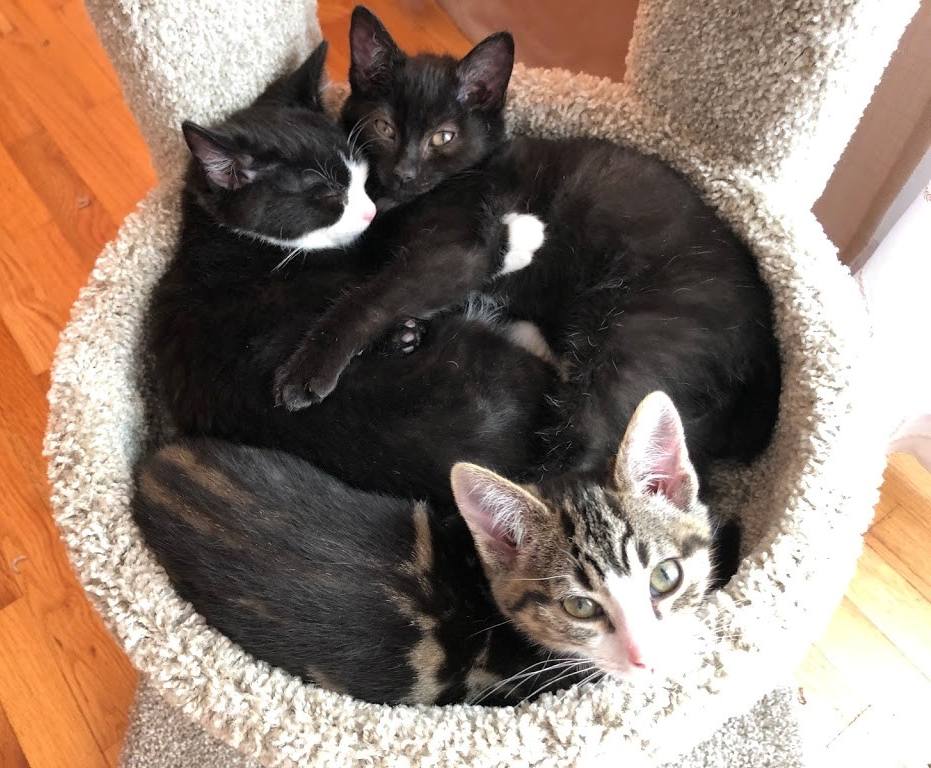 Moe, Millie & Eva
