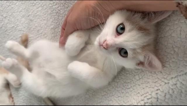 Rosie