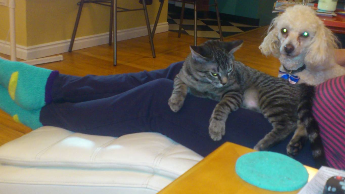 Tabby Boy