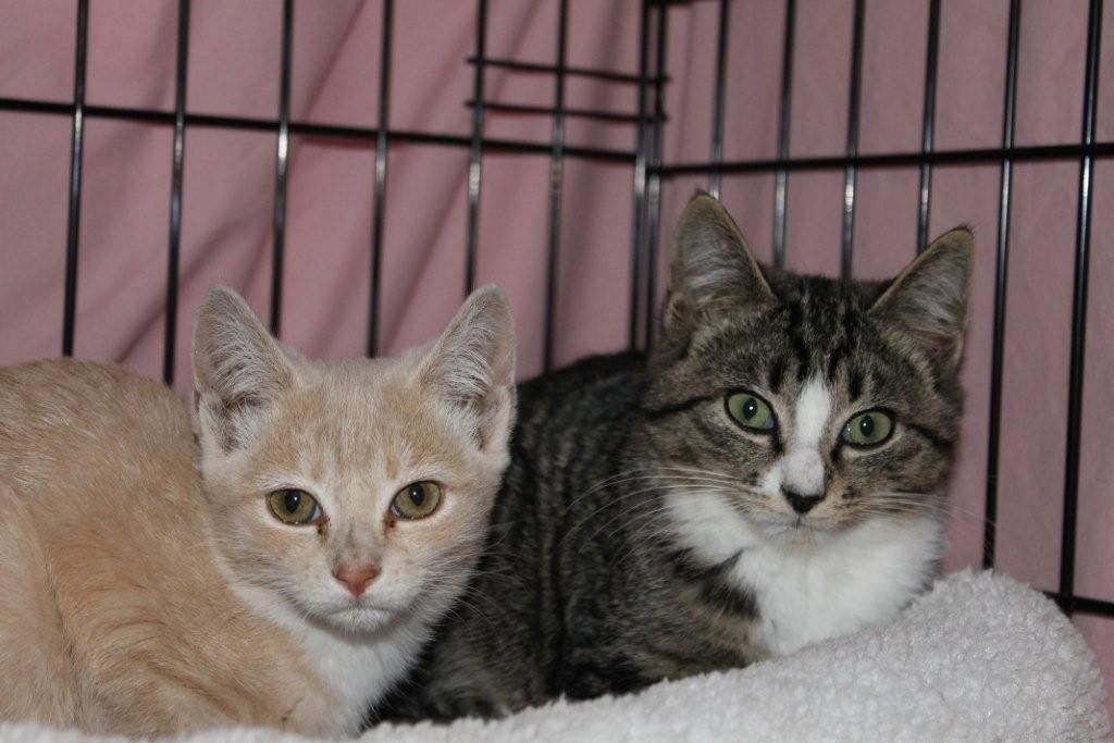 Wallace Kittens