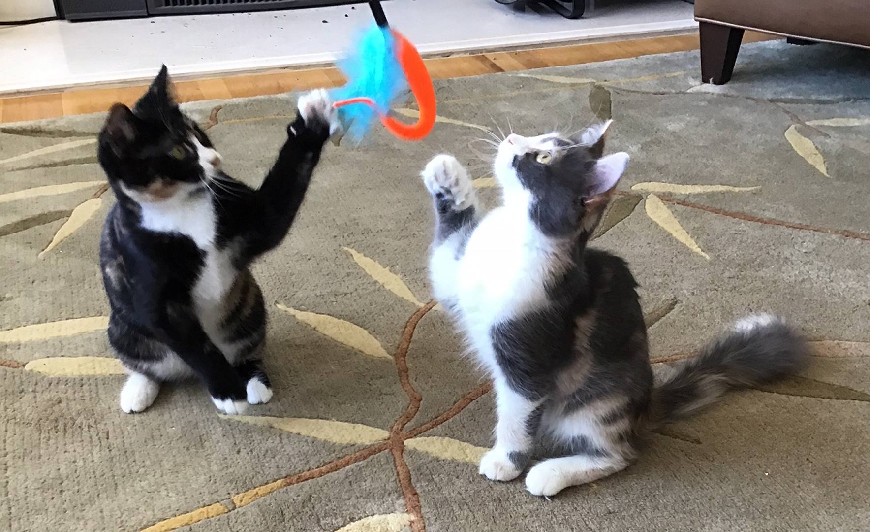 Zoe and Belle