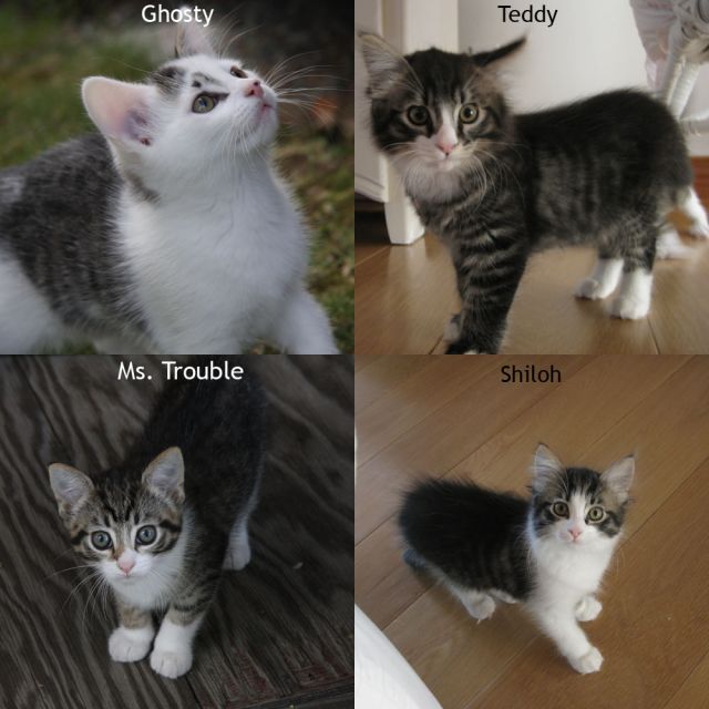 Amazing kittens looking for great homes!