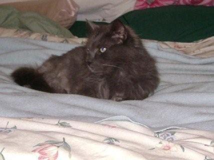 Solomon