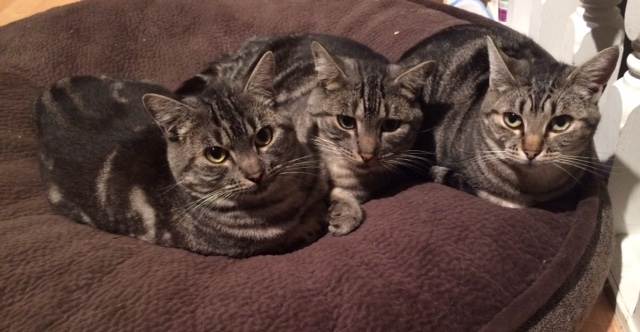 Shy Tabbies