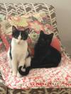 Noir and Oreo